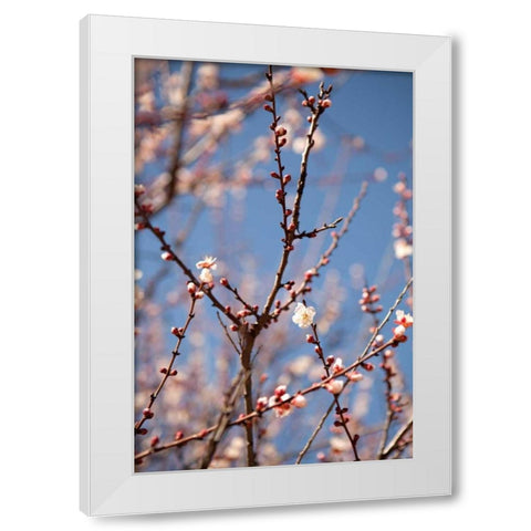 In Bloom X White Modern Wood Framed Art Print by Millet, Karyn