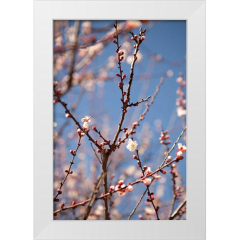 In Bloom X White Modern Wood Framed Art Print by Millet, Karyn