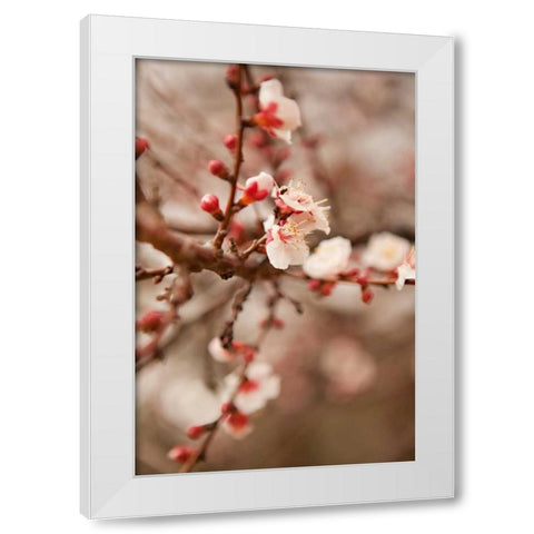 In Bloom XI White Modern Wood Framed Art Print by Millet, Karyn