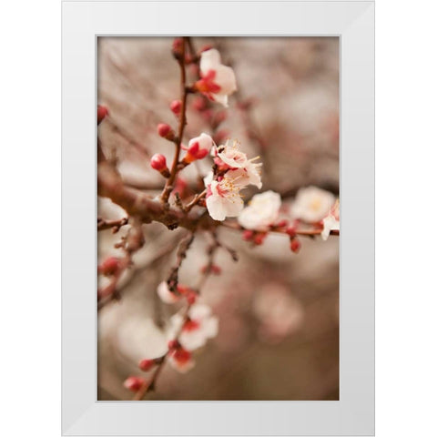 In Bloom XI White Modern Wood Framed Art Print by Millet, Karyn