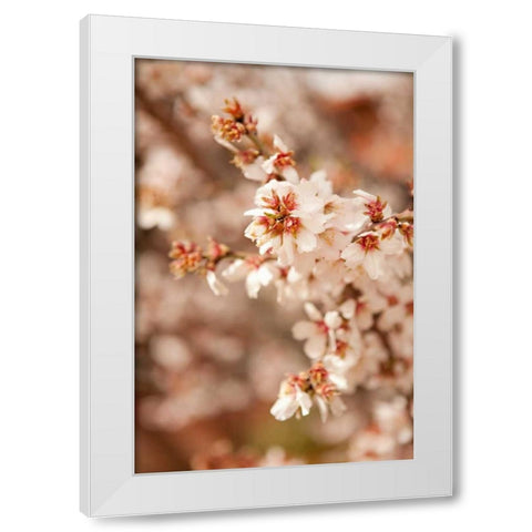 In Bloom XII White Modern Wood Framed Art Print by Millet, Karyn