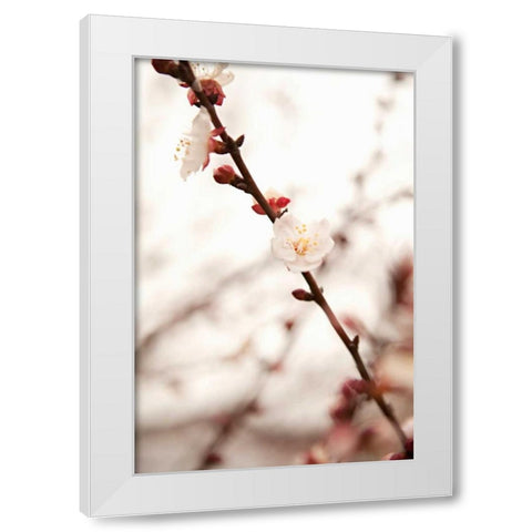 In Bloom XIII White Modern Wood Framed Art Print by Millet, Karyn