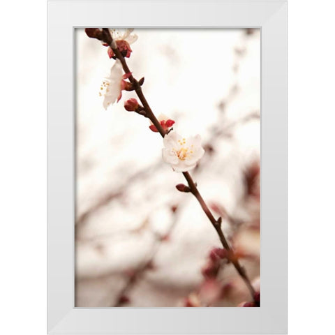 In Bloom XIII White Modern Wood Framed Art Print by Millet, Karyn