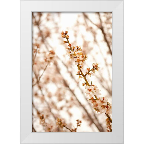 In Bloom XIV White Modern Wood Framed Art Print by Millet, Karyn