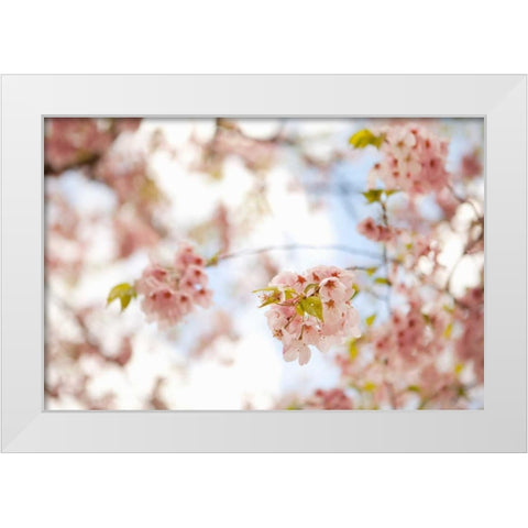 In Bloom XVI White Modern Wood Framed Art Print by Millet, Karyn