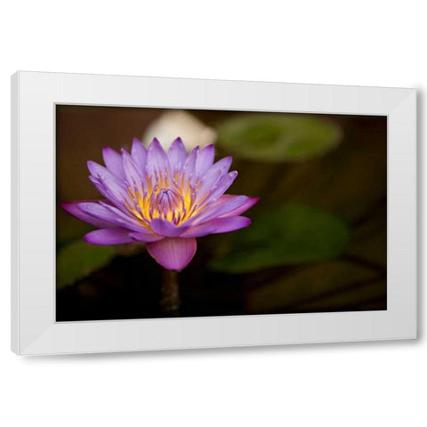 Macro Bloom VI White Modern Wood Framed Art Print by Millet, Karyn