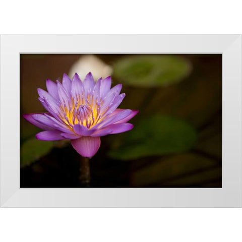 Macro Bloom VI White Modern Wood Framed Art Print by Millet, Karyn