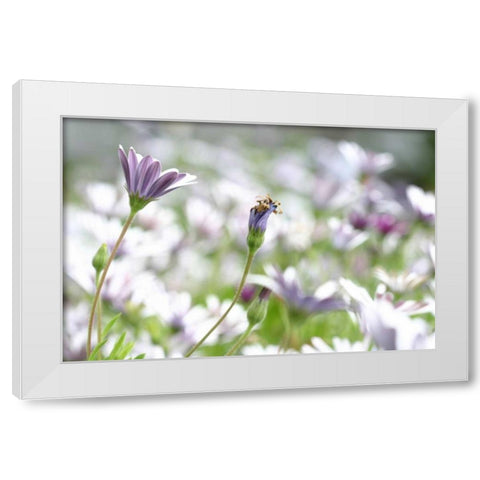 Field of Daisies I White Modern Wood Framed Art Print by Millet, Karyn
