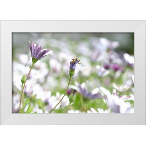 Field of Daisies I White Modern Wood Framed Art Print by Millet, Karyn