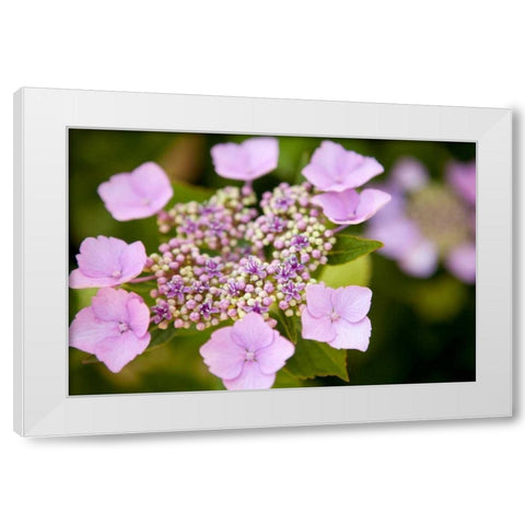 Pink bloom White Modern Wood Framed Art Print by Millet, Karyn
