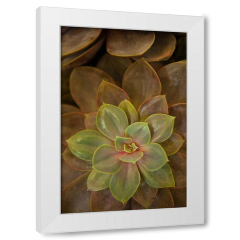 Succulent I White Modern Wood Framed Art Print by Millet, Karyn