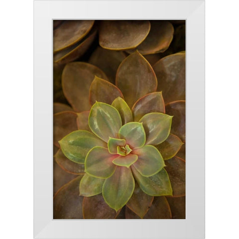 Succulent I White Modern Wood Framed Art Print by Millet, Karyn