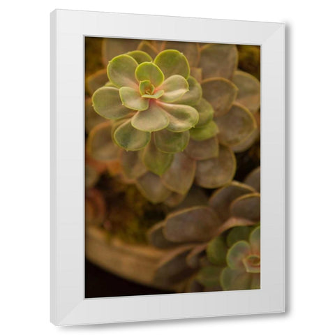 Succulent II White Modern Wood Framed Art Print by Millet, Karyn