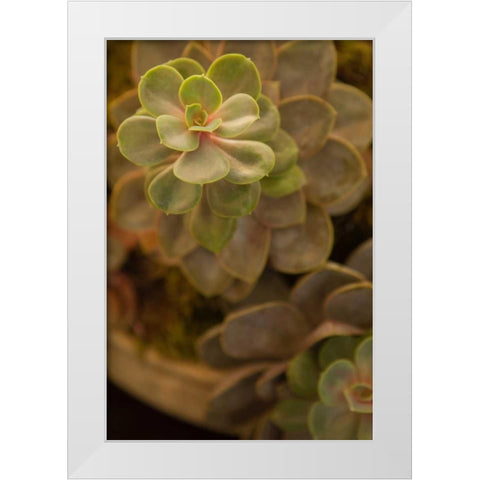 Succulent II White Modern Wood Framed Art Print by Millet, Karyn