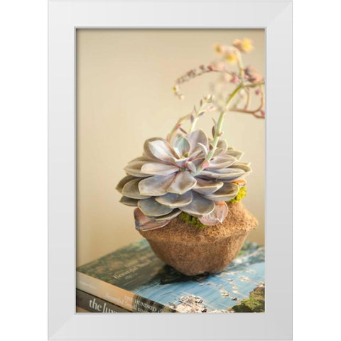 Small Succulent White Modern Wood Framed Art Print by Millet, Karyn