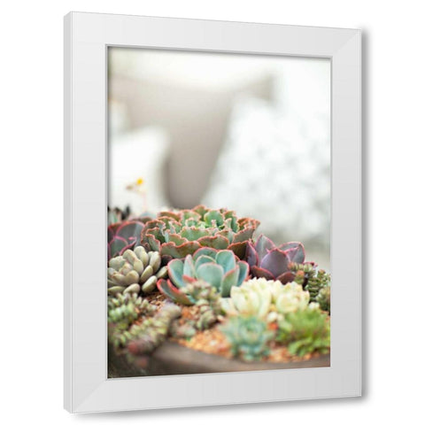 Succulents White Modern Wood Framed Art Print by Millet, Karyn