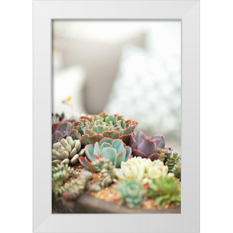 Succulents White Modern Wood Framed Art Print by Millet, Karyn