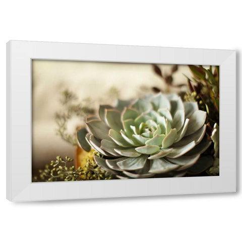 Succulent III White Modern Wood Framed Art Print by Millet, Karyn