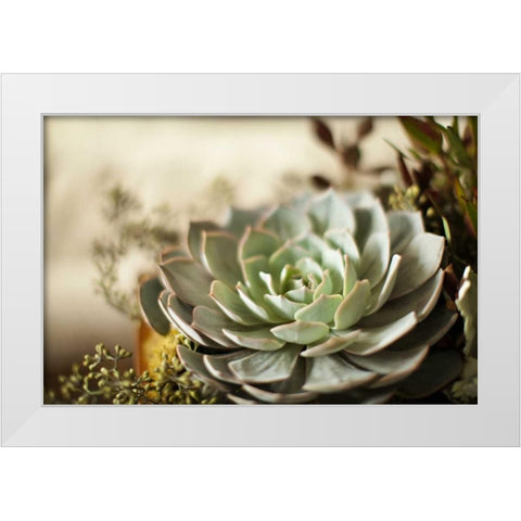Succulent III White Modern Wood Framed Art Print by Millet, Karyn
