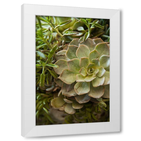 Succulent IV White Modern Wood Framed Art Print by Millet, Karyn