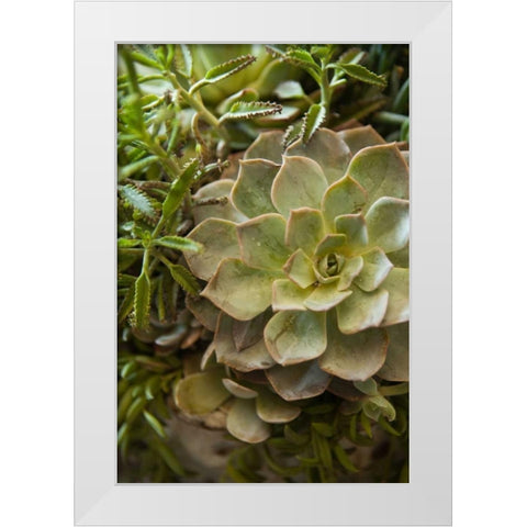 Succulent IV White Modern Wood Framed Art Print by Millet, Karyn
