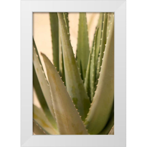 Aloe White Modern Wood Framed Art Print by Millet, Karyn