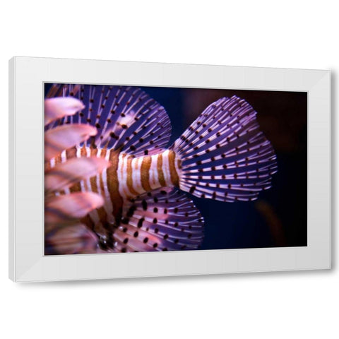 Tropical Fish White Modern Wood Framed Art Print by Millet, Karyn