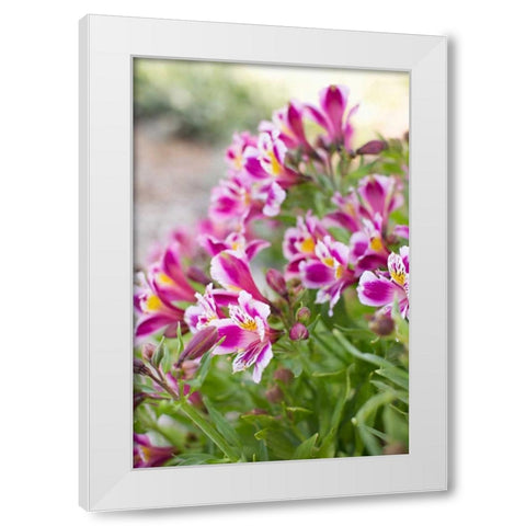 Purple and White II White Modern Wood Framed Art Print by Millet, Karyn