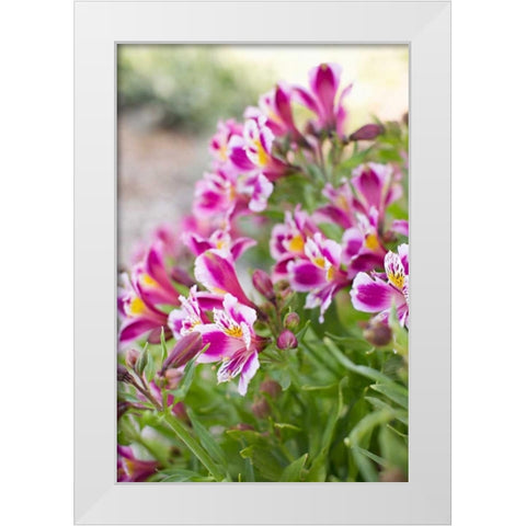 Purple and White II White Modern Wood Framed Art Print by Millet, Karyn