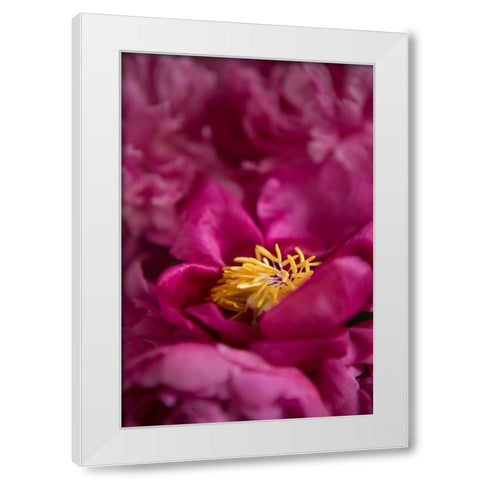 Fuchsia Peonies I White Modern Wood Framed Art Print by Millet, Karyn