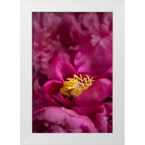 Fuchsia Peonies I White Modern Wood Framed Art Print by Millet, Karyn
