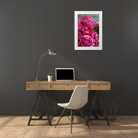 Fuchsia Peonies II White Modern Wood Framed Art Print by Millet, Karyn