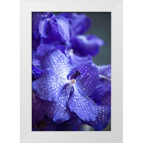 Vibrant Periwinkle Floral I White Modern Wood Framed Art Print by Millet, Karyn