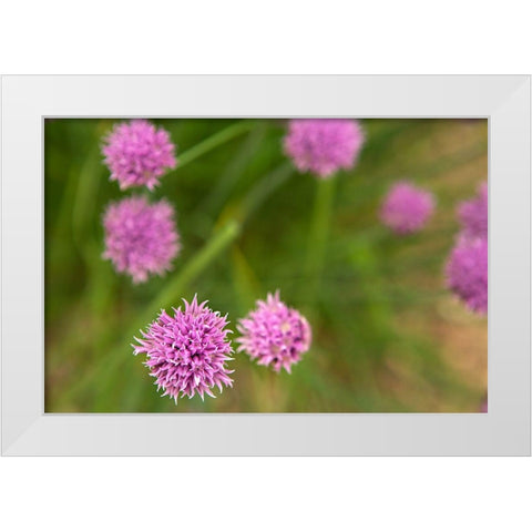 Purple Flower Ball II White Modern Wood Framed Art Print by Millet, Karyn
