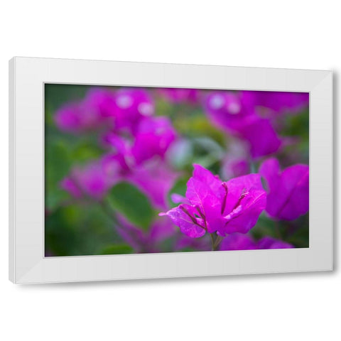 Magenta Bloom White Modern Wood Framed Art Print by Millet, Karyn