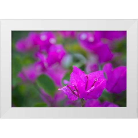 Magenta Bloom White Modern Wood Framed Art Print by Millet, Karyn