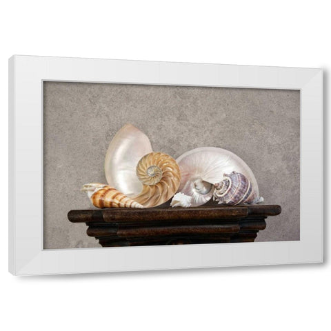 Seashell Still Life I White Modern Wood Framed Art Print by McNemar, C. Thomas