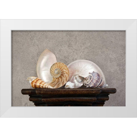 Seashell Still Life I White Modern Wood Framed Art Print by McNemar, C. Thomas