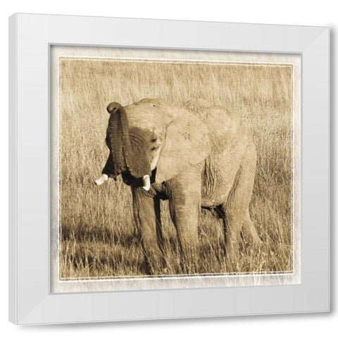 Young Africa Elephant White Modern Wood Framed Art Print by Parker, Susann