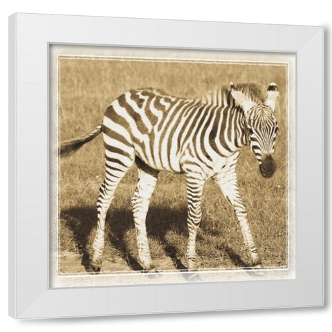 Young Africa Zebra White Modern Wood Framed Art Print by Parker, Susann