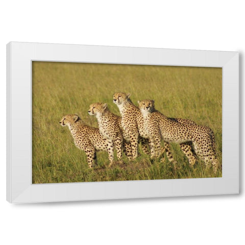 Four of a Kind White Modern Wood Framed Art Print by Parker, Susann