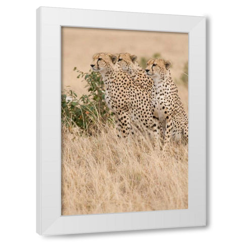 Three of a Kind White Modern Wood Framed Art Print by Parker, Susann