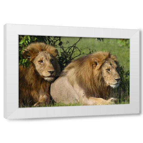 The Duo White Modern Wood Framed Art Print by Parker, Susann