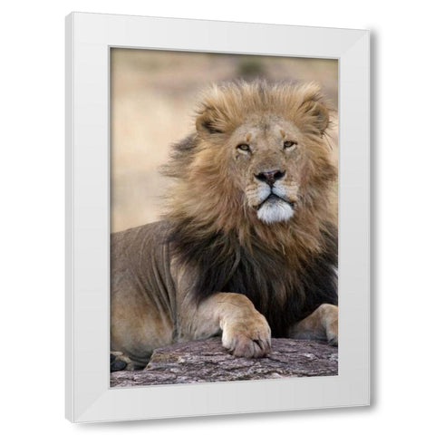 Africas King White Modern Wood Framed Art Print by Parker, Susann