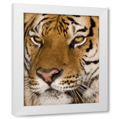 Stunning White Modern Wood Framed Art Print by Parker, Susann