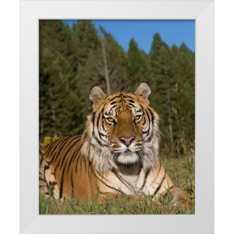 Subtle Beauty White Modern Wood Framed Art Print by Parker, Susann