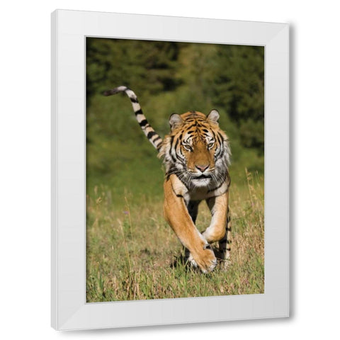 Tiger Run White Modern Wood Framed Art Print by Parker, Susann