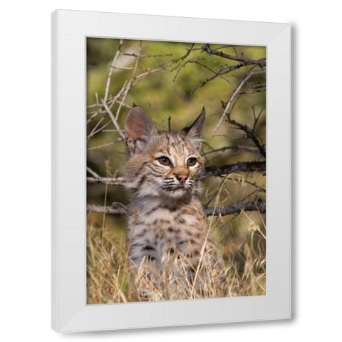 Lil Bob White Modern Wood Framed Art Print by Parker, Susann