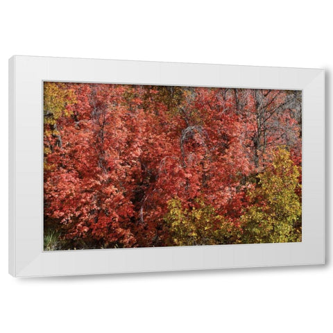 Fall Leaves VI White Modern Wood Framed Art Print by Peterson, Lee