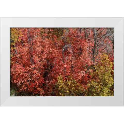 Fall Leaves VI White Modern Wood Framed Art Print by Peterson, Lee